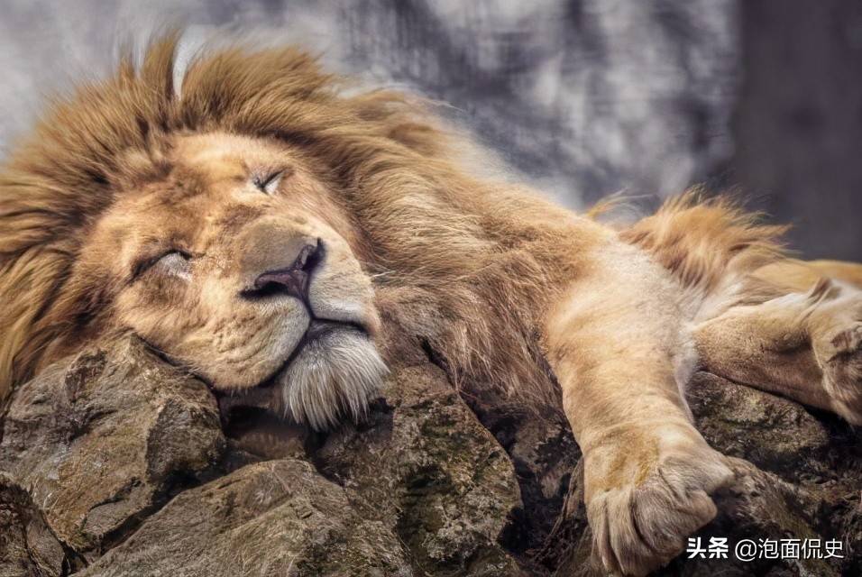 沉睡的雄狮（中国是沉睡的雄狮）