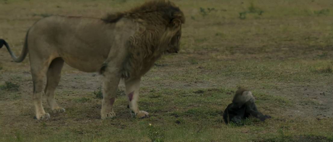 狮子与鬣狗（狮子和鬣狗之间的皇室战争） 第12张