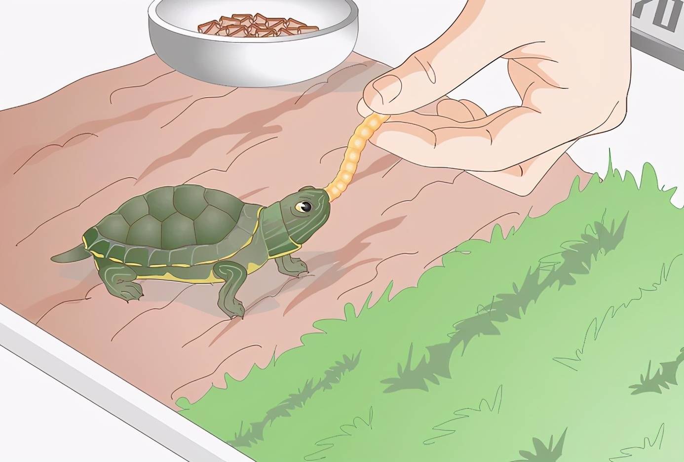 乌龟不吃东西能活多久(乌龟不吃食的原因大全) 第6张