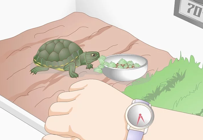 乌龟不吃东西能活多久(乌龟不吃食的原因大全) 第3张