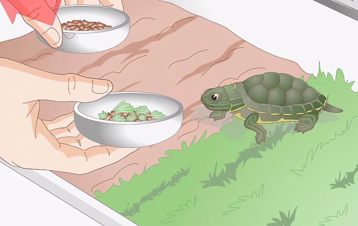 乌龟不吃东西能活多久(乌龟不吃食的原因大全) 第5张