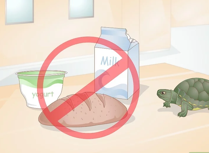 乌龟不吃东西能活多久(乌龟不吃食的原因大全) 第2张