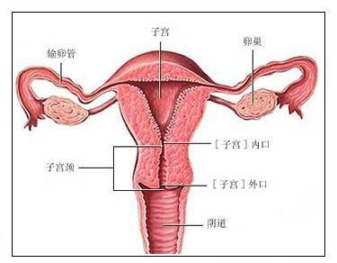 剖腹产后多久可以怀孕(剖腹产1年3个月怀孕) 第3张