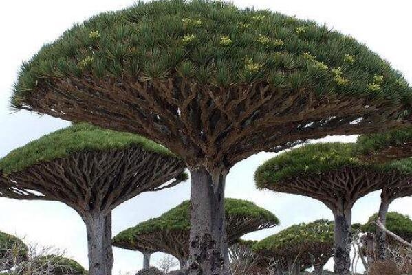 世界上十大最奇怪的树（世界上最奇特的树排名） 第1张