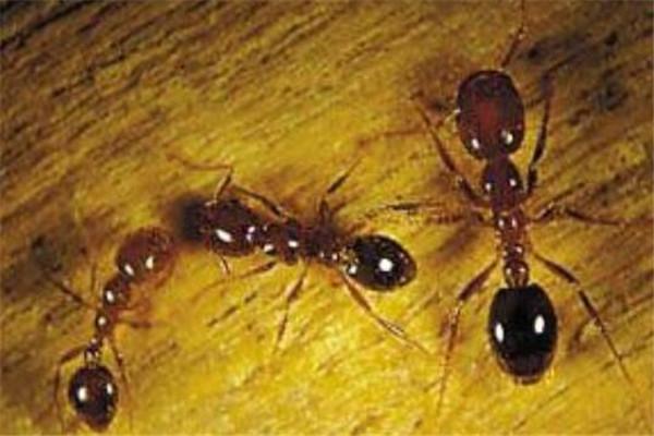 世界上最可怕的蚂蚁（最厉害的蚂蚁十大排名） 第1张