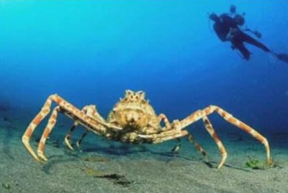 世界上最大的螃蟹排行榜（最厉害的螃蟹十大排名） 第1张