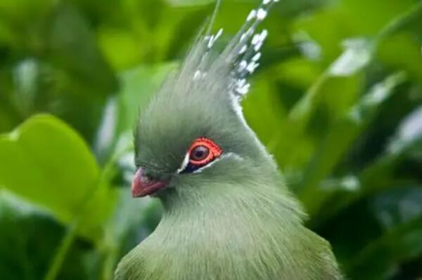 世界上有什么美丽的鸟（全球排名第一最美的鸟） 第1张