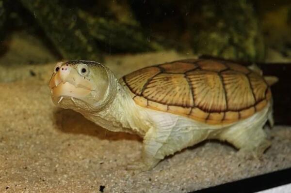 世界上最大的淡水龟体型排名（中国十大名龟排行榜） 第1张