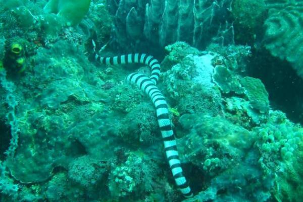 世界上最毒的海蛇之首（十大剧毒海蛇有哪些） 第1张