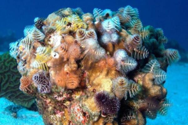 最好的珊瑚品种（珊瑚品种排行） 第1张