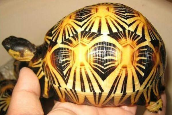 世界排行十大陆龟（最好养的陆龟排行） 第1张