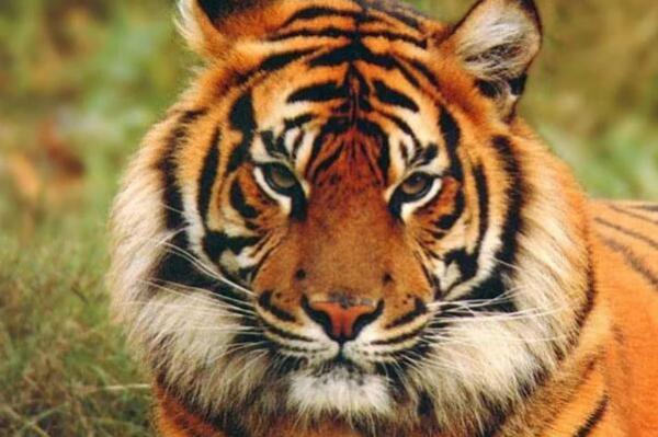 世界上最大的老虎品种是哪种（老虎中最大的品种） 第1张
