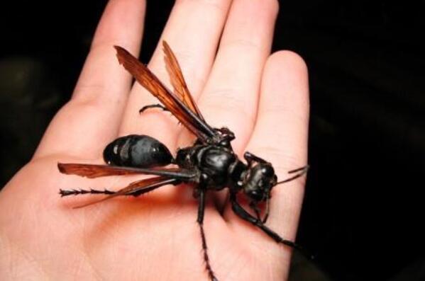 世界上最可怕的十大昆虫（世界上最凶猛的昆虫排名） 第1张