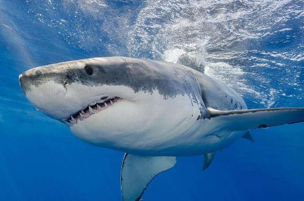 世界上十大最恐怖的鲨鱼（世界上十大恐怖鲨鱼排名） 第1张