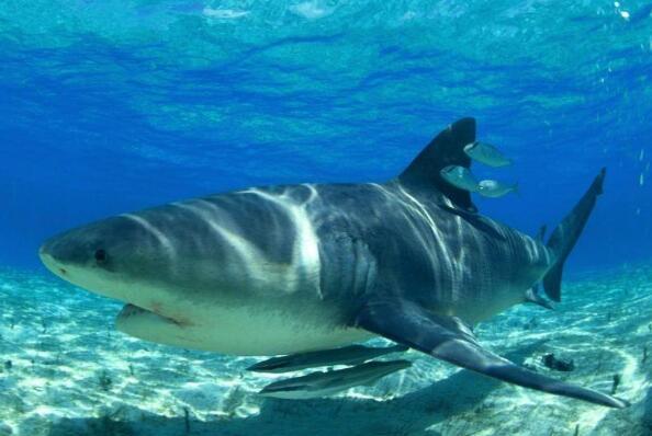 世界上十大最恐怖的鲨鱼（世界上十大恐怖鲨鱼排名） 第2张