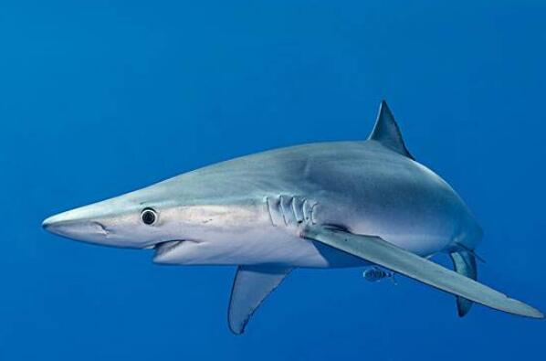 世界上十大最恐怖的鲨鱼（世界上十大恐怖鲨鱼排名） 第5张