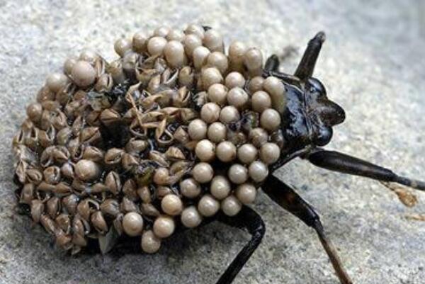 世界上最可怕的十大昆虫（世界上最凶猛的昆虫排名） 第6张