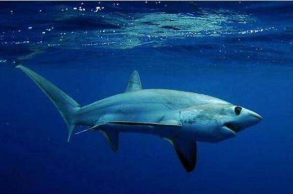 世界上十大最恐怖的鲨鱼（世界上十大恐怖鲨鱼排名） 第6张