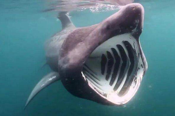 世界上十大最恐怖的鲨鱼（世界上十大恐怖鲨鱼排名） 第7张