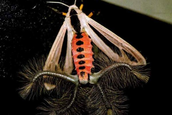 世界上最可怕的十大昆虫（世界上最凶猛的昆虫排名） 第10张