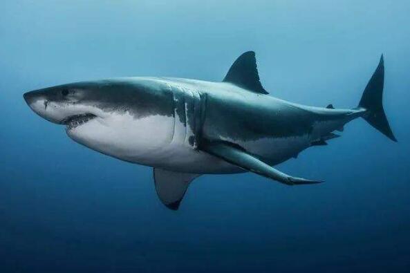 世界上十大最恐怖的鲨鱼（世界上十大恐怖鲨鱼排名） 第8张