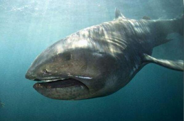 世界上十大最恐怖的鲨鱼（世界上十大恐怖鲨鱼排名） 第10张