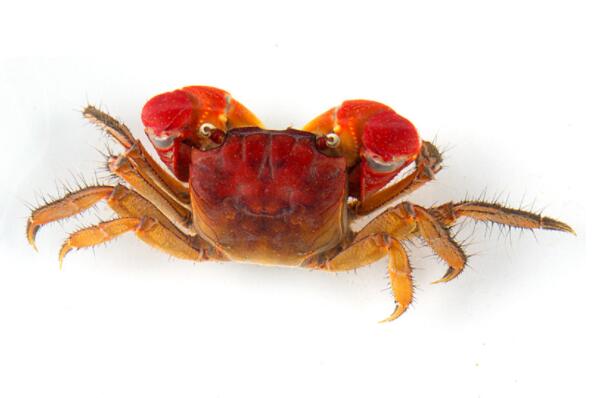 适合新手养的观赏蟹（宠物螃蟹品种及图片） 第1张