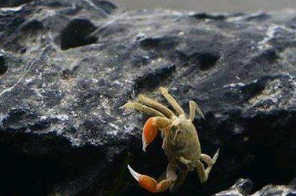 适合新手养的观赏蟹（宠物螃蟹品种及图片） 第9张