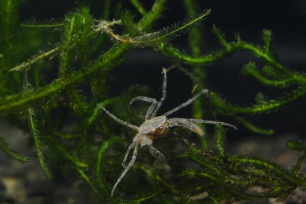 适合新手养的观赏蟹（宠物螃蟹品种及图片） 第8张