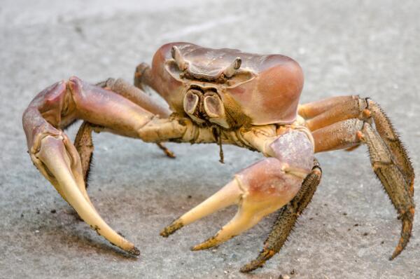 适合新手养的观赏蟹（宠物螃蟹品种及图片） 第6张