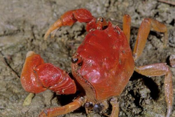 适合新手养的观赏蟹（宠物螃蟹品种及图片） 第10张