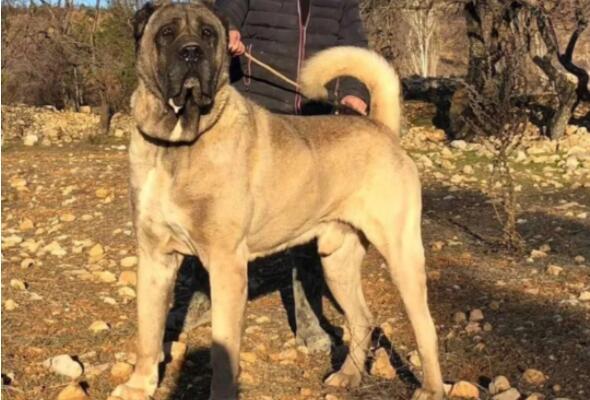 世界体型最大的犬种排行榜（世界上巨型犬品种大全） 第1张