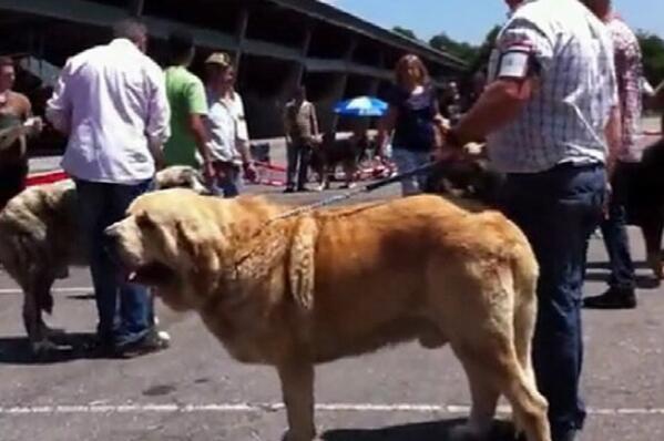 世界体型最大的犬种排行榜（世界上巨型犬品种大全） 第3张
