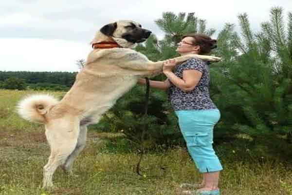 世界上十大体型最大的狗（大型狗狗排行榜前十名） 第2张