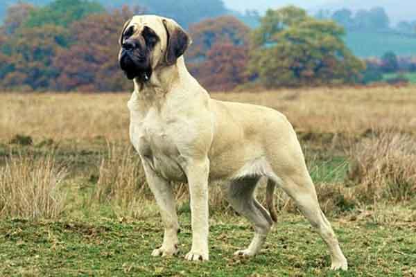 世界上十大体型最大的狗（大型狗狗排行榜前十名） 第5张