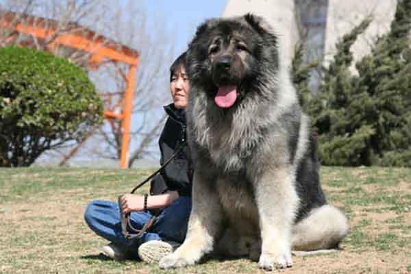 世界上十大体型最大的狗（大型狗狗排行榜前十名） 第8张