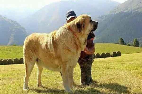 世界上十大体型最大的狗（大型狗狗排行榜前十名） 第7张