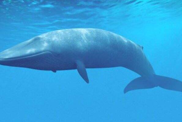 海洋最强大的动物十大排名（十大深海神秘巨型生物） 第1张