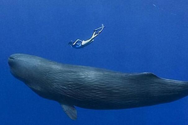 海洋最强大的动物十大排名（十大深海神秘巨型生物） 第2张