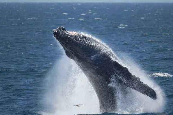 海洋最强大的动物十大排名（十大深海神秘巨型生物） 第7张