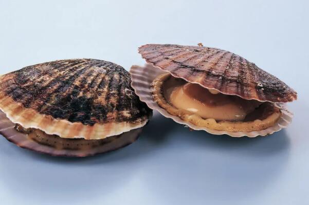 最好吃的贝类排行榜 最好吃的贝壳类海鲜排名 第6张