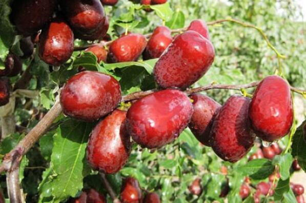 十大枣树品种 中国十大名枣排名图 第2张