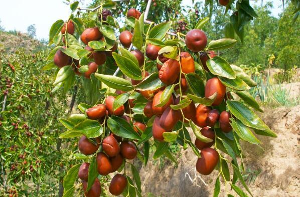 十大枣树品种 中国十大名枣排名图 第3张