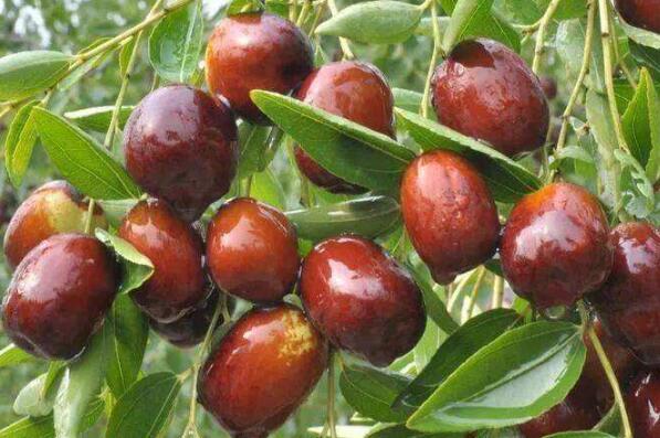 十大枣树品种 中国十大名枣排名图
