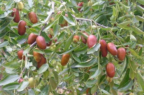 十大枣树品种 中国十大名枣排名图 第4张