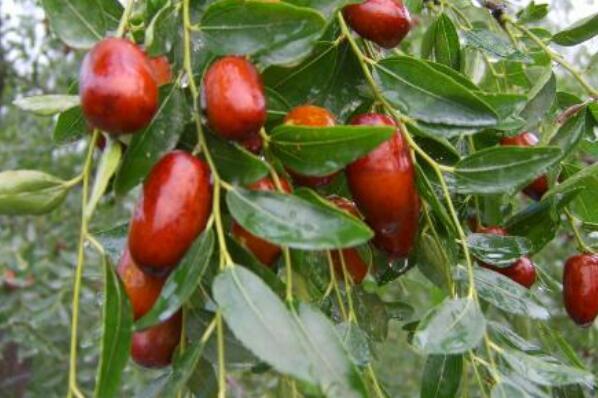十大枣树品种 中国十大名枣排名图 第6张