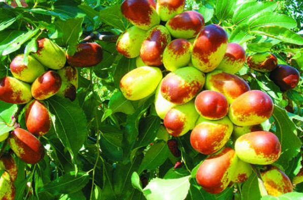 十大枣树品种 中国十大名枣排名图 第8张