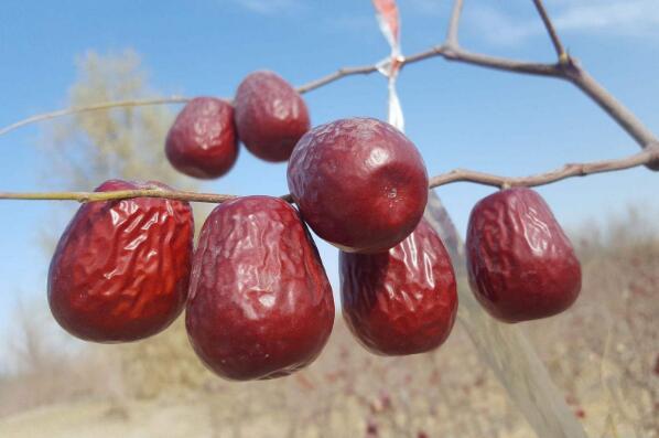 十大枣树品种 中国十大名枣排名图 第5张