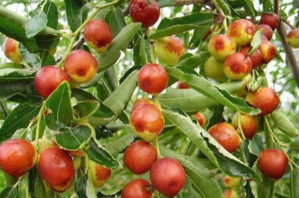 十大枣树品种 中国十大名枣排名图 第10张