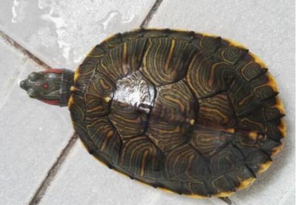 半水栖龟都有哪些 中国可以养的半水龟介绍 第1张
